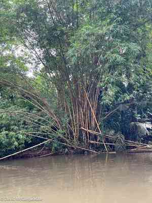 Common bamboo(Bambusa vulgaris)