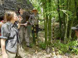 Common bamboo(Bambusa vulgaris)