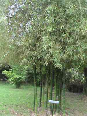 Common bamboo(Bambusa vulgaris)