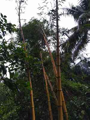 Common bamboo(Bambusa vulgaris)