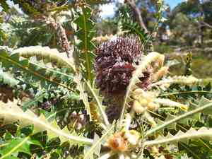 Ashby's banksia(Banksia ashbyi)