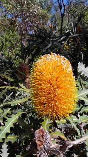 Ashby's banksia(Banksia ashbyi)