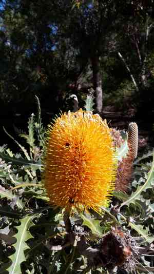 Ashby's banksia(Banksia ashbyi)