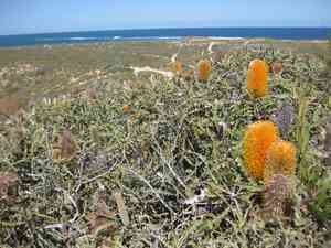 Ashby's banksia(Banksia ashbyi)