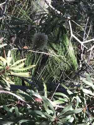 Coast banksia(Banksia integrifolia)