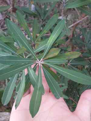 Coast banksia(Banksia integrifolia)