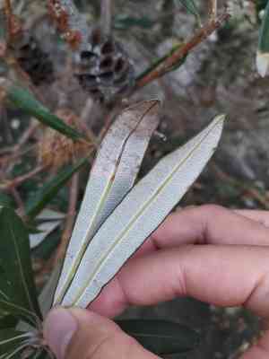 Coast banksia(Banksia integrifolia)