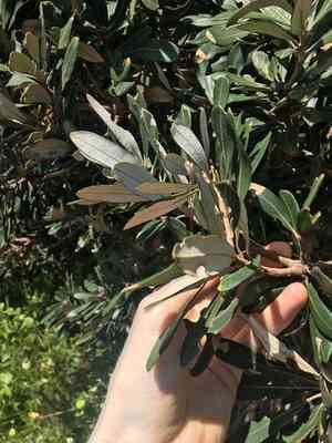 Coast banksia(Banksia integrifolia)