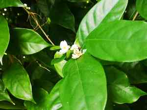 African sandalwood(Baphia nitida)