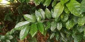 African sandalwood(Baphia nitida)