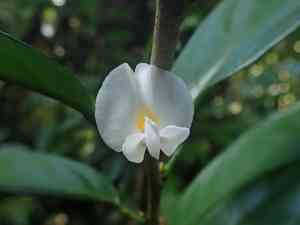 African sandalwood(Baphia nitida)