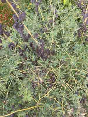 White wild indigo(Baptisia alba)