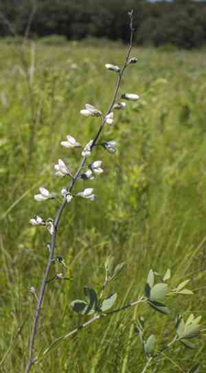 White wild indigo(Baptisia alba)
