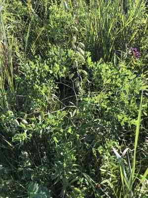 White wild indigo(Baptisia alba)