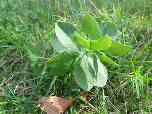 White wild indigo(Baptisia alba)