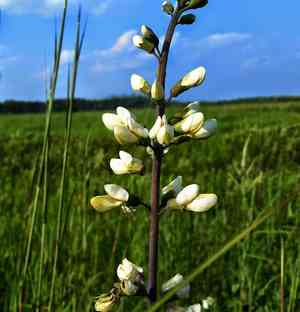White wild indigo(Baptisia alba)