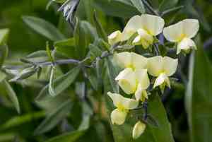 Longbract wild indigo(Baptisia bracteata)