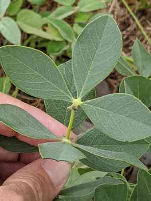 Longbract wild indigo(Baptisia bracteata)