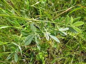 Longbract wild indigo(Baptisia bracteata)