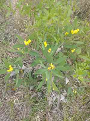 Gopherweed (Baptisia lanceolata) Care Guide: Pests, Diseases, Watering ...