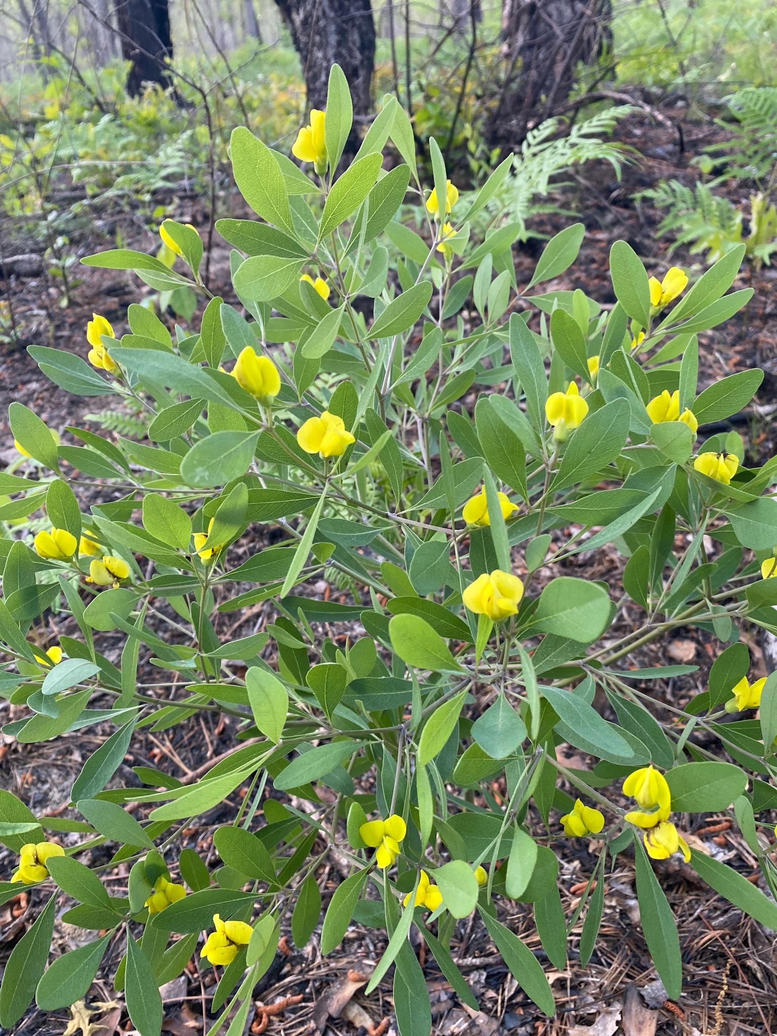 Gopherweed (Baptisia lanceolata) Care Guide: Pests, Diseases, Watering ...
