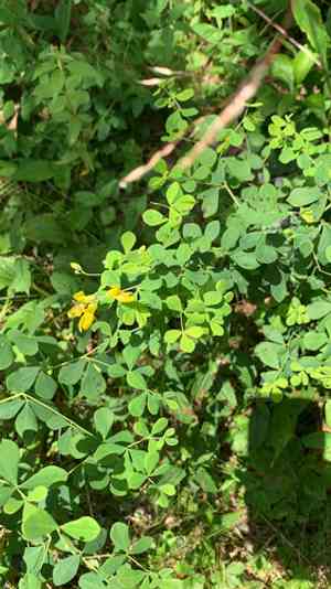 Wild Indigo(Baptisia tinctoria)