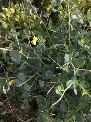 Wild Indigo(Baptisia tinctoria)