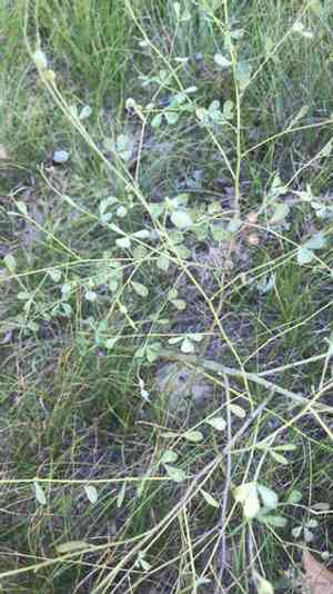 Wild Indigo(Baptisia tinctoria)