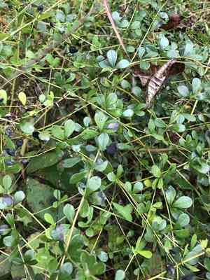 Wild Indigo(Baptisia tinctoria)