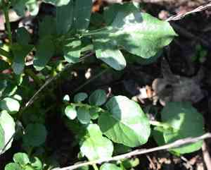 American yellowrocket(Barbarea orthoceras)