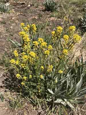 American yellowrocket(Barbarea orthoceras)