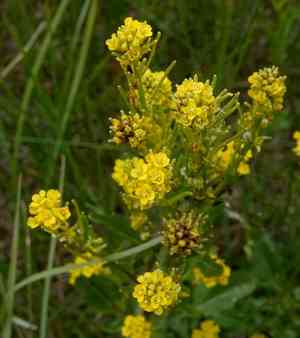 American yellowrocket(Barbarea orthoceras)