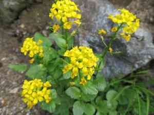 American yellowrocket(Barbarea orthoceras)