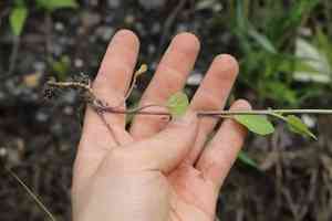 Small-flowered winter-cress(Barbarea stricta)