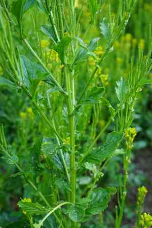 Small-flowered winter-cress(Barbarea stricta)