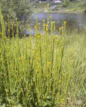 Small-flowered winter-cress(Barbarea stricta)