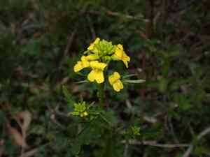 Early yellowrocket(Barbarea verna)