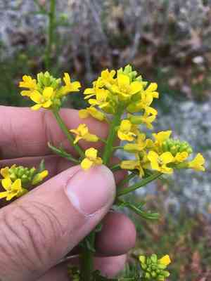 Early yellowrocket(Barbarea verna)