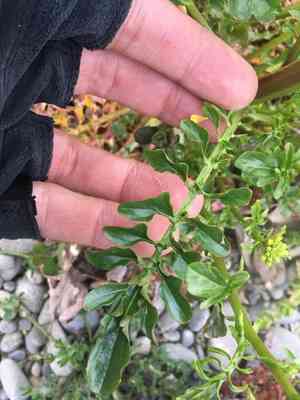 Early yellowrocket(Barbarea verna)