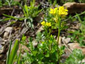Early yellowrocket(Barbarea verna)