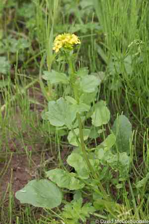 Yellow rocket(Barbarea vulgaris)