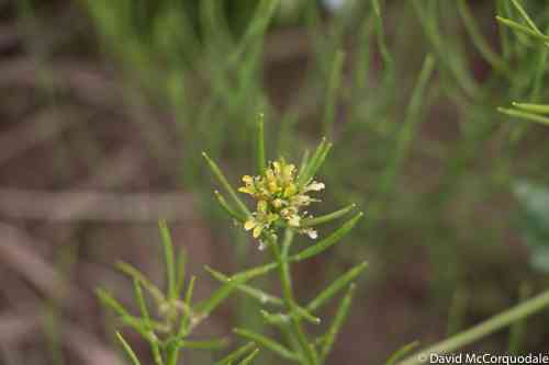 Yellow rocket(Barbarea vulgaris)