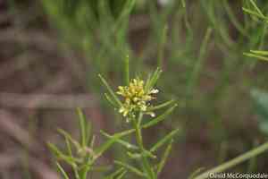 Yellow rocket(Barbarea vulgaris)