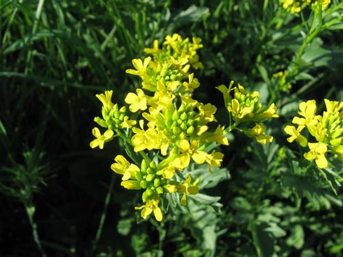 Yellow rocket(Barbarea vulgaris)