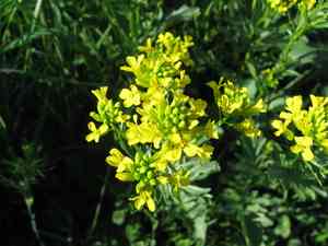 Yellow rocket(Barbarea vulgaris)