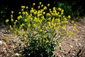 Yellow rocket(Barbarea vulgaris)