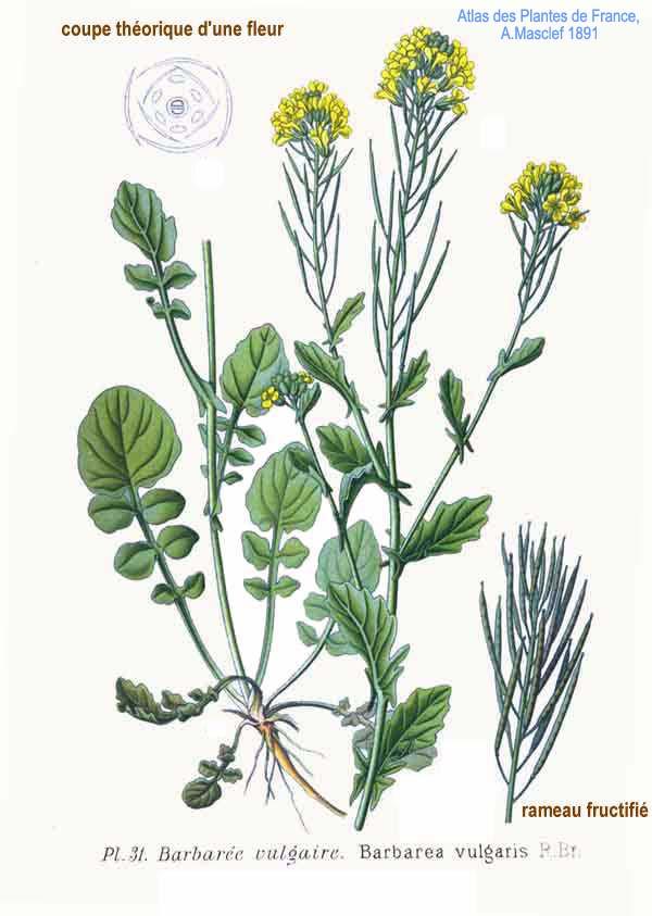 Yellow rocket