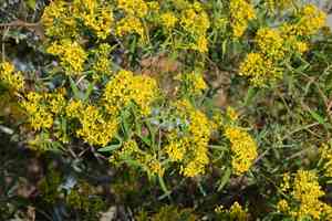 Willow groundsel(Barkleyanthus salicifolius)