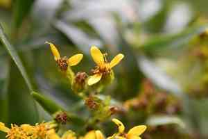 Willow groundsel(Barkleyanthus salicifolius)
