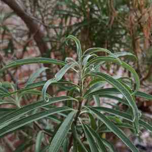 Willow groundsel(Barkleyanthus salicifolius)